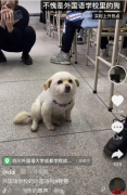 高校课堂现“蹭课狗”：听得“懂”英语 陪“同学”上下课