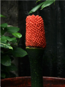 国家植物园展览温室巨魔芋结实 系国